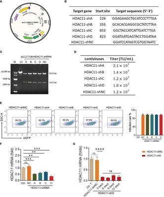 shRNA-mediated gene silencing of HDAC11 empowers CAR-T cells against prostate cancer